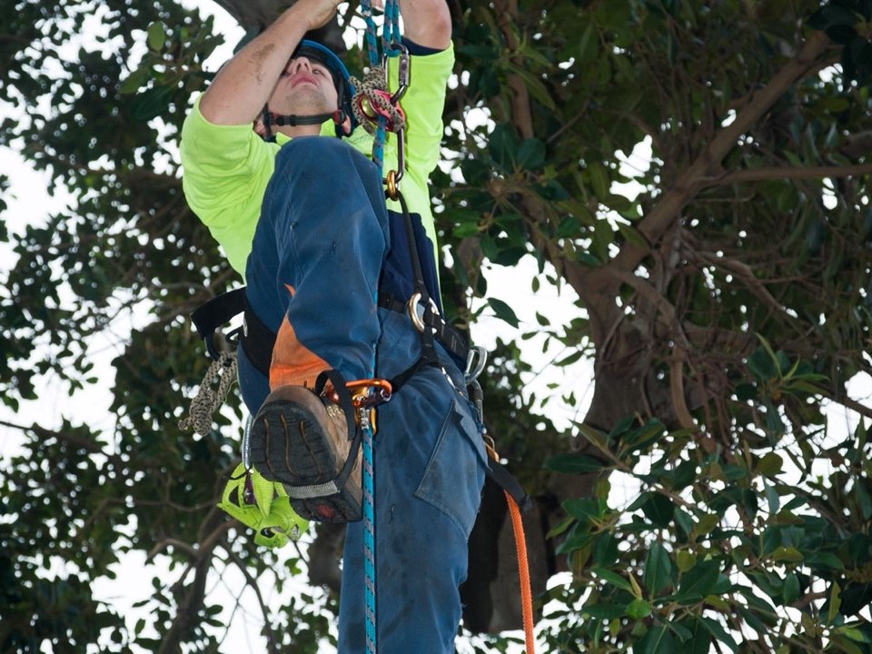 Qualified arborist working in a mature tree during a risk assessment in Aberdeenshire